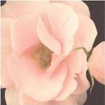 Bliss III by S.G. Rose