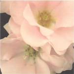 Bliss IV by S.G. Rose
