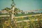 Blissful Country V by Elizabeth Urquhart