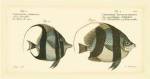 Bloch Antique Fish I by Carl Bloch