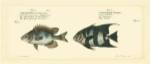 Bloch Antique Fish II by Carl Bloch