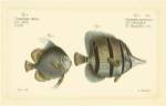 Bloch Antique Fish III by Carl Bloch