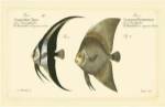 Bloch Antique Fish IV by Carl Bloch