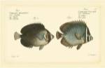 Bloch Antique Fish V by Carl Bloch