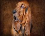 Bloodhound Portrait by Jai Johnson