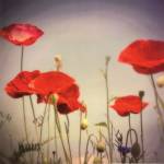 Bloom I by Amy Melious