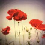 Bloom II by Amy Melious