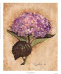 Blooming Hydrangea by Peggy Abrams