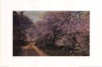 Blossom Bordered by Wallace Nutting