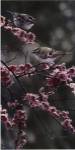Blossom Dance by Terry Isaac