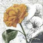 Blossom Montage II by Megan Meagher