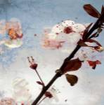 Blossom Morning 2 by A.F. Duealberi