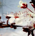 Blossom Morning 3 by A.F. Duealberi