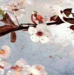 Blossom Morning I by A.F. Duealberi