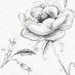 Blossom Sketches II by Daphné Brissonnét