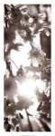 Blossom Triptych I by Renee Stramel