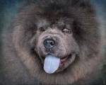 Blue Chow Chow Portrait by Jai Johnson