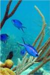 Blue Chromis Fish