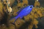 Blue Chromis Fish
