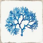 Blue Coral II by Aimee Wilson