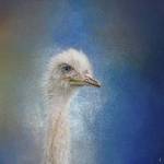 Blue Eyed Beauty Ostrich by Jai Johnson