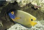 Blue-Faced Angelfish