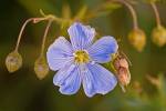 Blue Flower Bloom And Pink Buds by Gordon Semmens