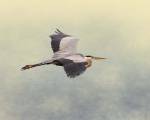 Blue Heron In Flight 1 by Jai Johnson