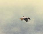Blue Heron In Flight 2 by Jai Johnson