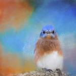Blue Is Beautiful by Jai Johnson