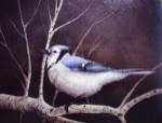 Blue Jay by Kevin Dodds