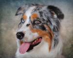 Blue Merle Australian Shepherd Portrait by Jai Johnson