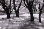 Blue Oaks by Marty Knapp