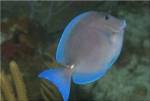 Blue Tang Fish