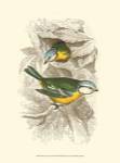 Blue Titmouse by Sir William Jardine