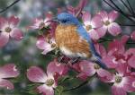 Bluebird/Pink Dogwood by William Vanderdasson