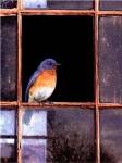 Bluebird Window by Chris Vest