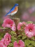 Bluebird With Hibiscus by William Vanderdasson