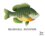 Bluegill Sunfish by Mark Frost