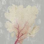 Blush Coral II by Aimee Wilson