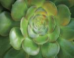 Blushing Beauty by Michael Hudson