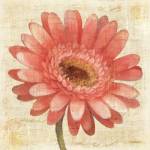 Blushing Gerbera on Cream by Albena Hristova