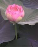 Blushing Lotus II by Jim Christensen