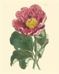 Blushing Peony I by Edward S. Curtis