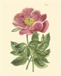 Blushing Peony II by Edward S. Curtis