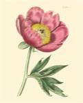 Blushing Peony III by Edward S. Curtis