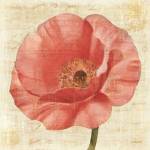 Blushing Poppy on Cream by Albena Hristova