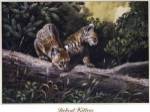 Bobcat Kittens by Don Balke