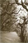 Boboli Arbor, Italy by Meg McComb
