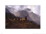 Bookcliffs Elk by Michael Coleman